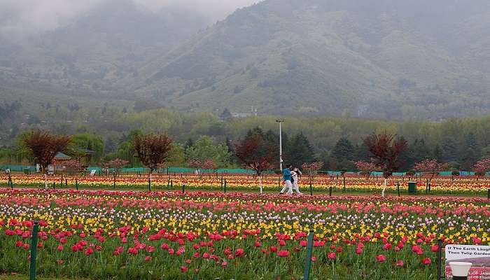 Tulip Garden, a famous attraction near Gurudwara Chatti Patshahi Srinagar.