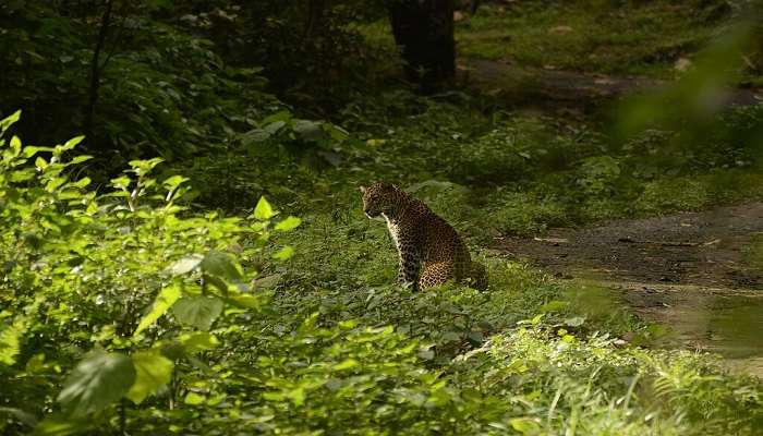 Indira Gandhi Wildlife Sanctuary is an interesting place to explore located near Anamalai Tiger Reserve