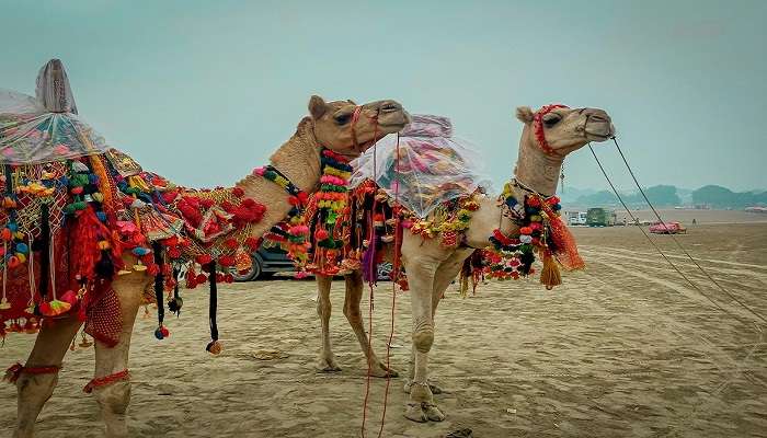 Jaisalmer Desert Fest