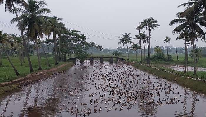 This river is home to numerous ducks that reside in the region near to Palarivattom. 