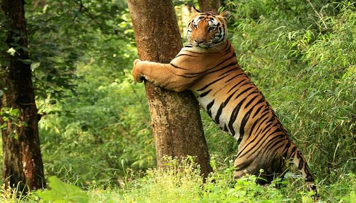 tigers at Kanha national park.