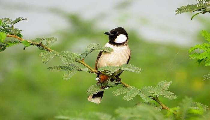 A beautiful black and white bird sitting on a branch in the Khijadiya Bird Sanctuary.