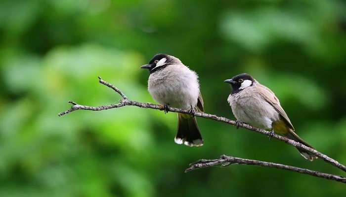 Visit Nature Conservation and Tragopan Sanctuary.