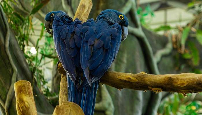 Kokkare Bellur Bird Sanctuary.