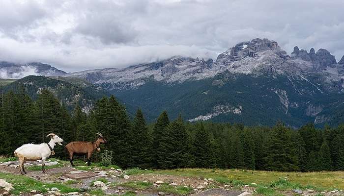 Two goats standing on the edge of a valley, the Brenta Dolomites and lush greenery in the background.