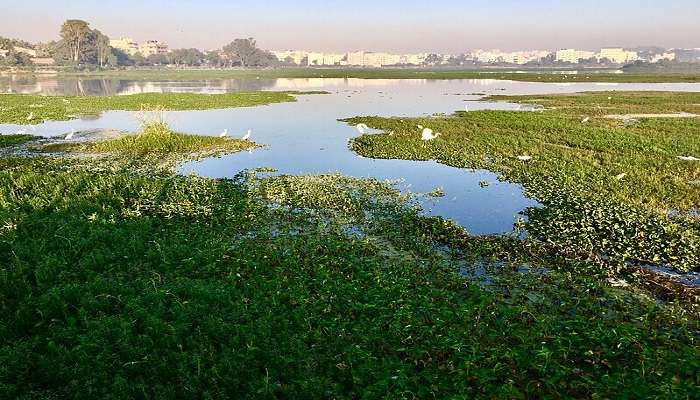 The view of Doddanekundi Lake