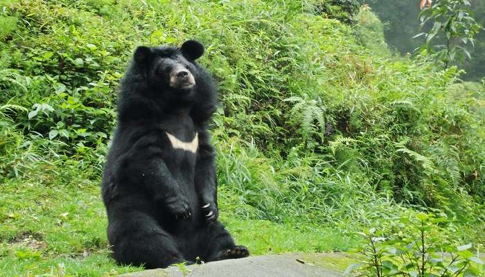 Make a trip to Manipur Zoological Gardens, near Manipur State Museum 