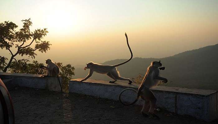 Langurs spotted at Mount Abu Wildlife Sanctuary