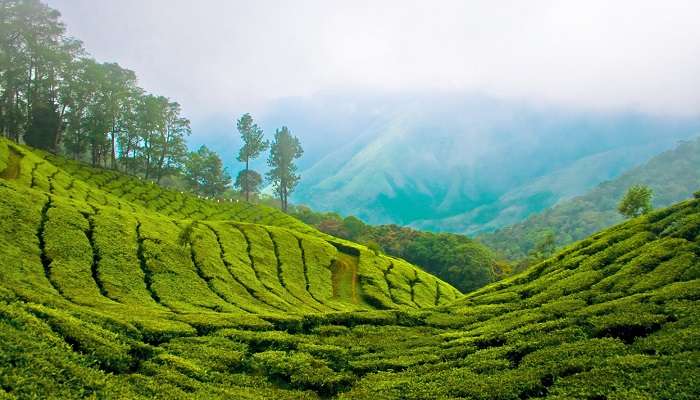 The lush green view of Munnar to visit near the Mathikettan Shola National Park.