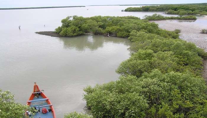  The lush green view of Muthupet Lagoon 