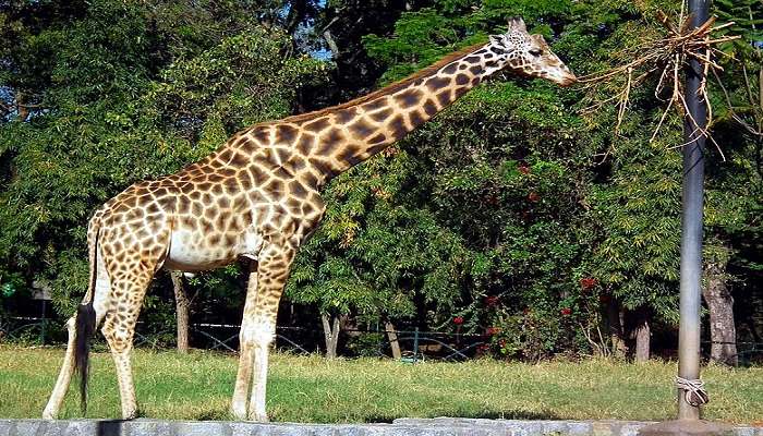 Giraffe at Mysore Zoo