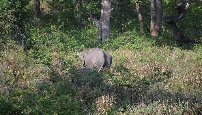 Nagarahole Tiger Reserve, a must see destinatio.