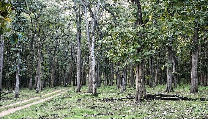 Dense Teak forest to do trekking. 