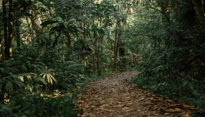 The woodlands of the Kutch Bird Sanctuary in Gujarat.