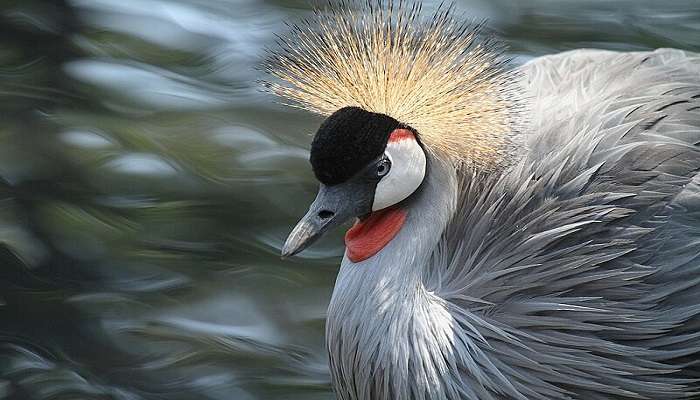 Nelapattu Bird Sanctuary to visit.