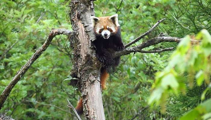 Red Panda at Neora Valley National Park in Kalimpong.