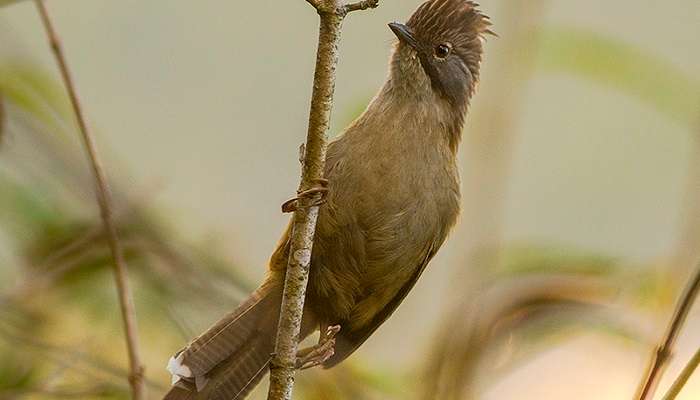 Hoary-throated barwing in Kalimpong.