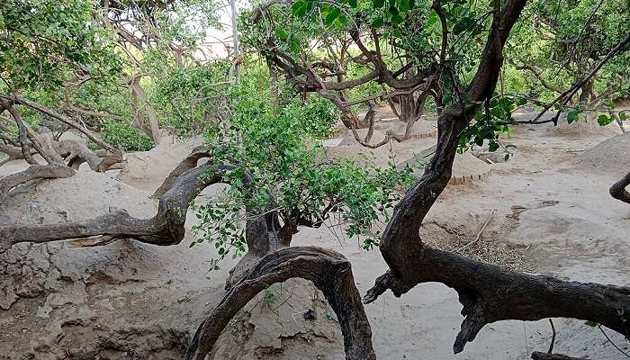 Nidhivan is considered to be one of the most mysterious places in Mathura