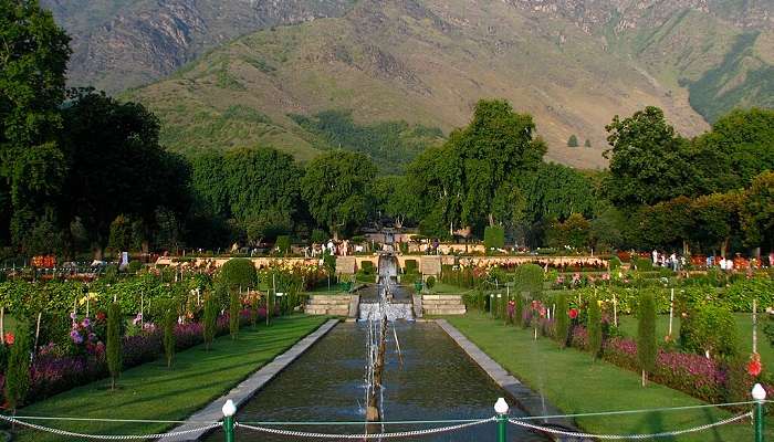 The green and beautiful Nishat Bagh Mughal Gardens in Srinagar, Kashmir.