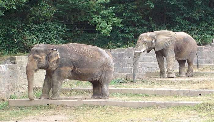 Elephants in Nuremberg Zoo