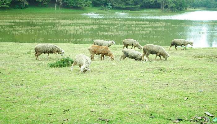 Sheeps grazing along the Ooty Lake near the Ketti Lake.