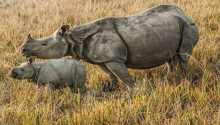 Awe-inspiring Pakhal Wildlife Sanctuary.