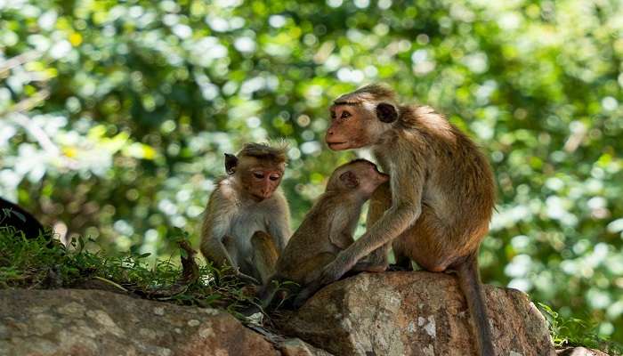 Take a trip to Palak Wildlife Sanctuary near the Palak Lake