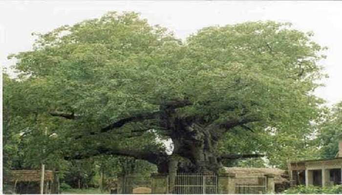 The mighty Parijat Tree 