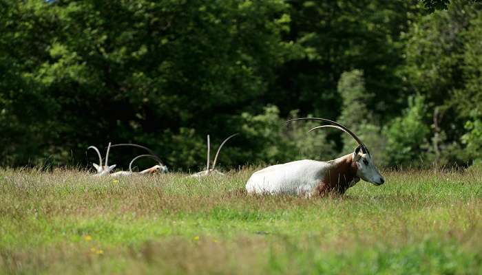 Show your best skills in capturing the stunning view at Trishna Wildlife Sanctuary