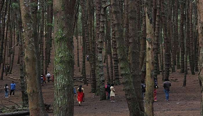 Pine Forest in Kodaikanal, this is one of the best placesto visit near Poombarai Viewing Point