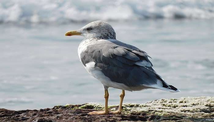 A seagull sitting calmly at the Porbandar Beach.