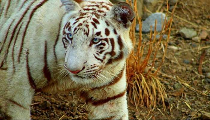 A white tiger at the Pradyuman Zoological Park, near Kaba Gandhi No Delo.