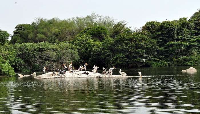 Birds on the islands of Ranganathittu Bird Sanctuary in Karnataka.