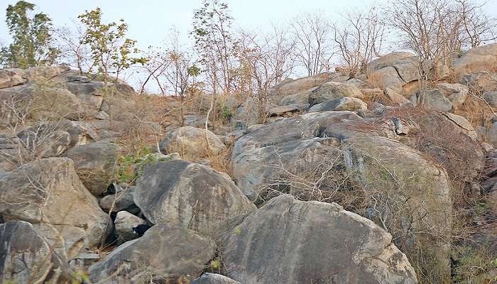 Striped Hyena at Ratanmahal Sloth Bear Sanctuary.