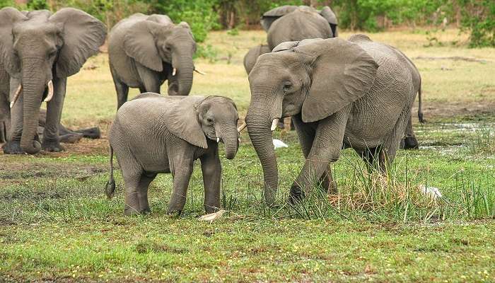 Ride On Elephants 