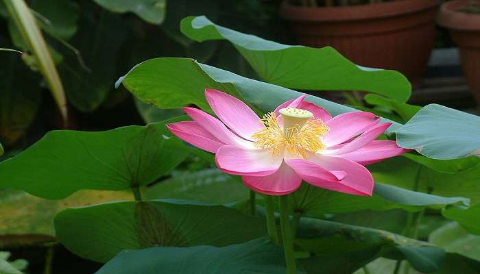 Lotus flower in full bloom 