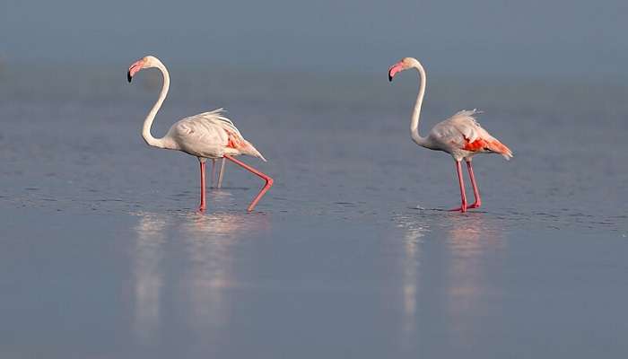 Flamingos in a lake in Chennai , near hotels in Injambakkam