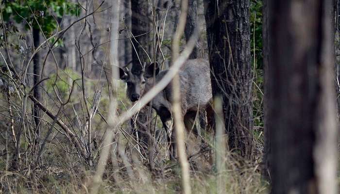 The view of sambar deer in Tiger Reserve