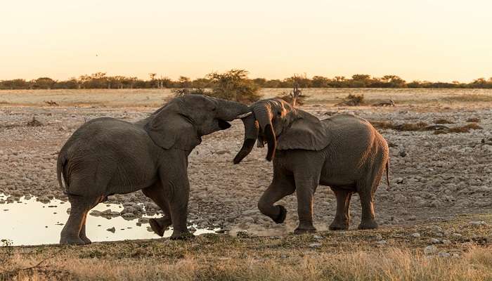 Elephant safari is amongst the best.