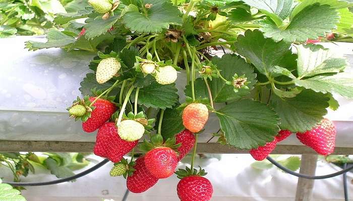 Strawberry garden near Kashmir Gondola Ride