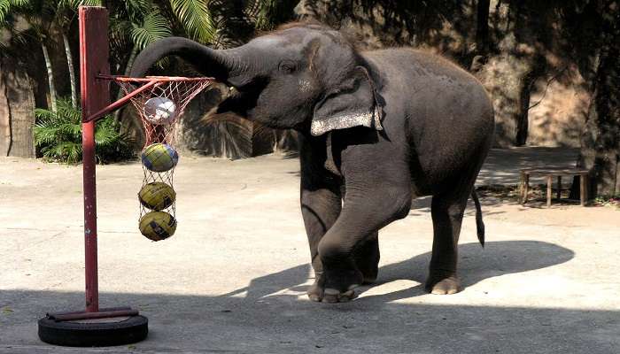 Stroll through The Elephant Museum at Sriracha Tiger Zoo.