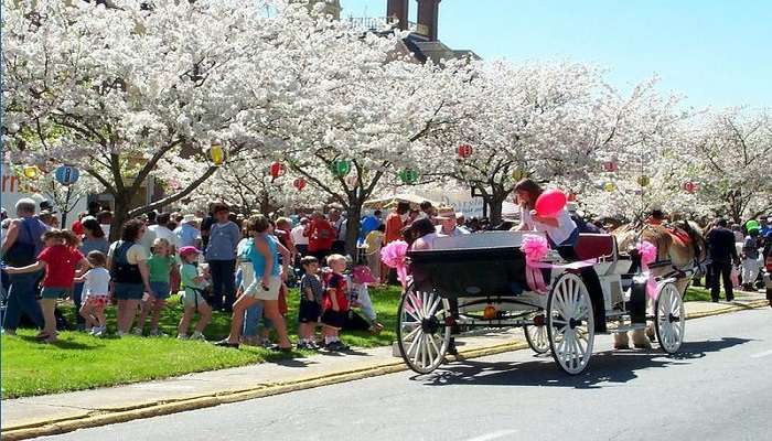 International cherry festival in Tekirdag 