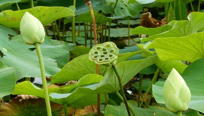 Lotus flowers and buds in the pond 