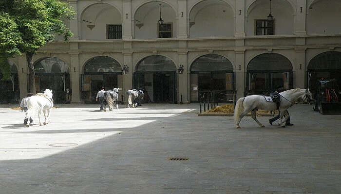 A stallion of a Lipizzan breed of horses at the Spanish Riding School stable, Vienna.