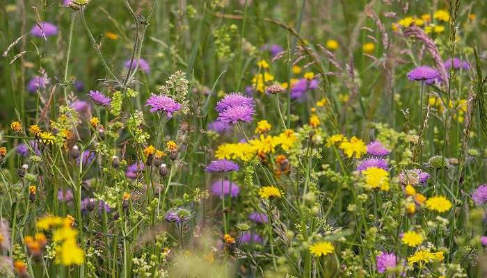 Ulladulla Wildflower Reserve