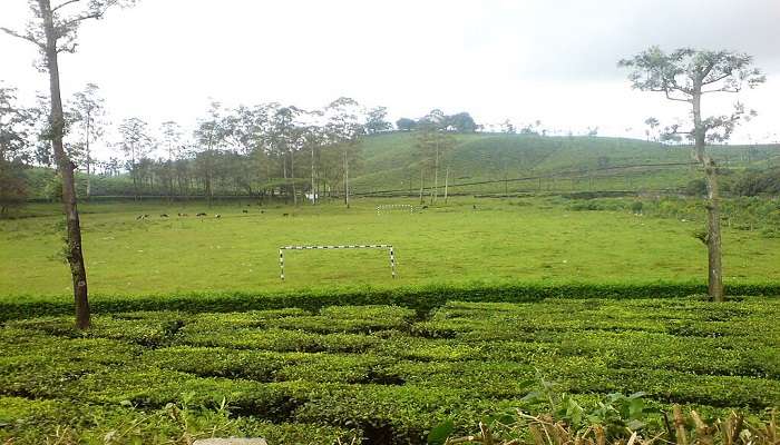 Valparai is a relaxing hill station located in the Anamalai Tiger Reserve