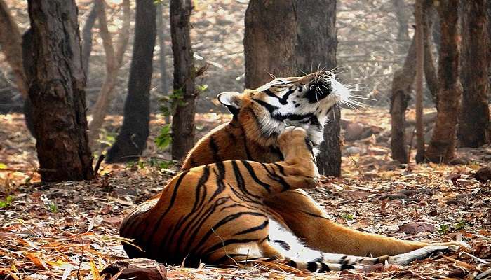 Wildlife at Van Vihar National Park near Taj-ul-Masajid.