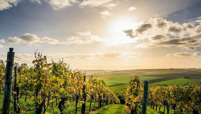 Barbare Vineyards, a must see place in Tekirdag. 