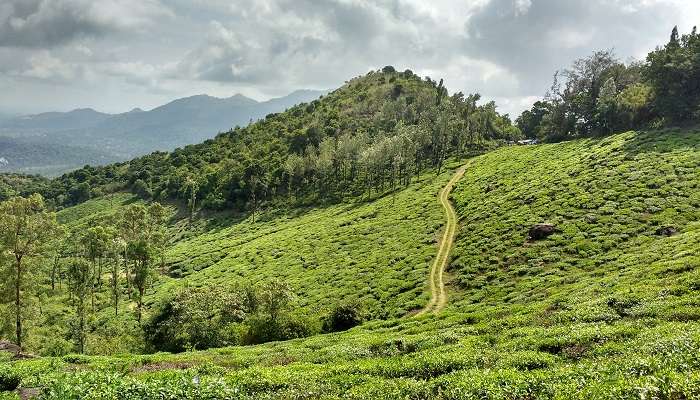 La belle vue de plantations de thé, Wayanad