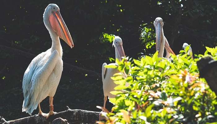 Lush green landscape at Great Indian Bustard Sanctuary